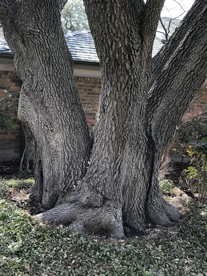 Mature heritage tree close to a Atwood property cared for by certified arborists
